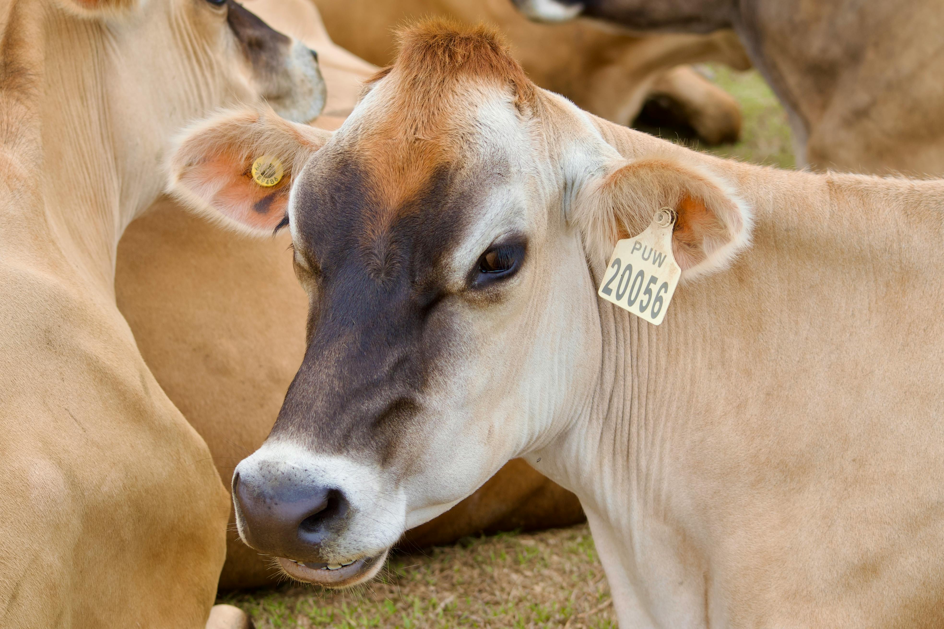 Angus Heifer